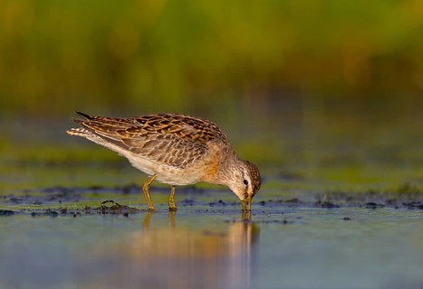 Short-billed Dowitcher (Limnodromus griseus), Ohio, USA