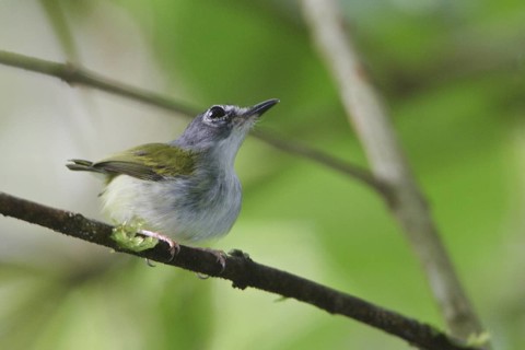Black-capped Pygmy-tyrant (Myiornis atricapillus) perched on a branch in Costa Rica
