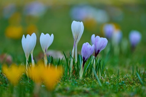 White and purple crocuses in a colorful flower field. Spring colors light up the scene, spring,