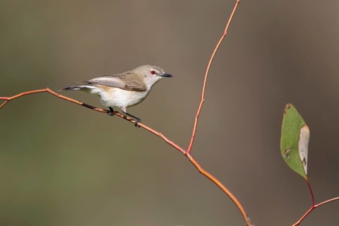 Western Gerygone (Gerygone fusca), New South Wales, Australia
