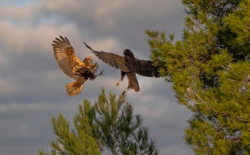 Two raptors, a hawk and a black kite, are captured in mid-flight against a backdrop of sky and pine