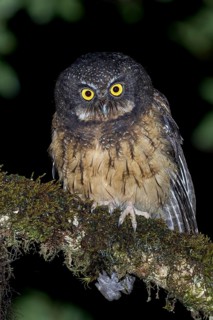 White-throated Screech Owl (Megascops albogularis) perched on a branch in southern Ecuador