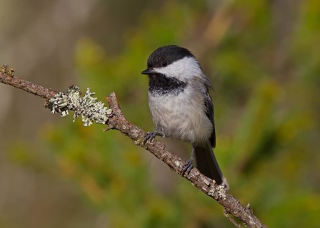 Black-capped Chickadee (Poecile atricapillus), Michigan, USA