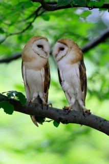 Barn owl (Tyto alba), adult, pair, vigilant, on tree, in summer, Šumava, Czech Republic