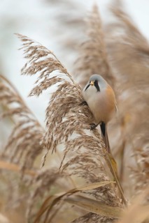 Bearded Reedling (Panurus biarmicus) male perched on reed, Baden-Wuerttemberg, Germany