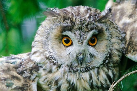 Portrait of a long-eared owl (Asio otus), owls Bavarian Forest, Federal Republic of Germany
