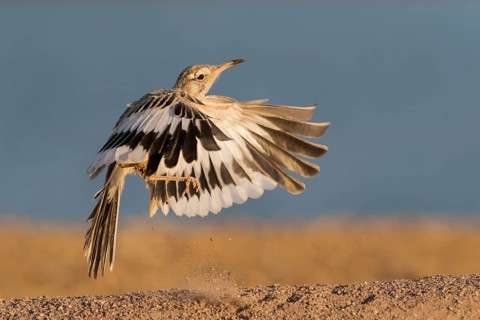 Greater Hoopoe-Lark (Alaemon alaudipes) juvenile flying, Eilat, Israel