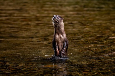 An nutria stands alert in the shimmering waters of Khao Sok National Park, located in the Surat