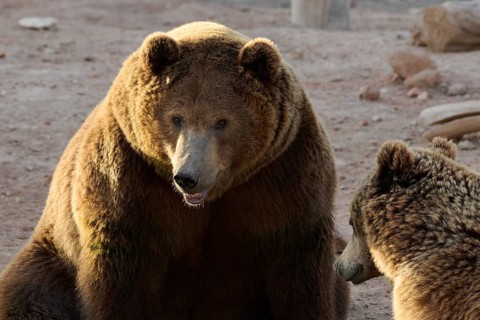 Two brown bears are seen sitting closely together in their wild sanctuary. The larger bear faces