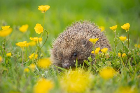 European hedgehog (Erinaceus europaeus) adult animal amongst yellow buttercup flowers in a meadow