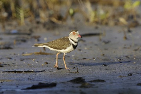 Three-banded Plover (Charadrius tricollaris), Mida Creek, Kenya