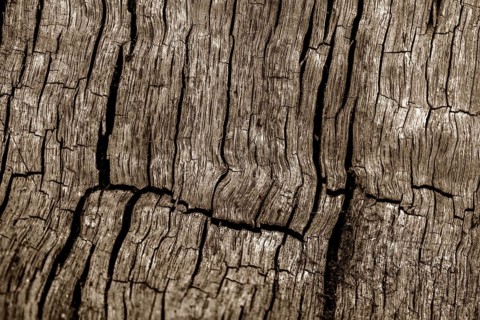 Bark structures, Primeval forest Urwald Sababurg, Weser Uplands, Weserbergland, Hesse, Germany