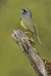 MacGillivray's Warbler (Geothlypis tolmiei) singing, British Columbia, Canada