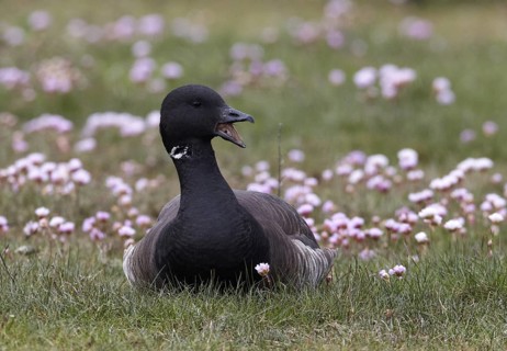 Brant Goose (Branta bernicla), Schleswig-Holstein, Germany