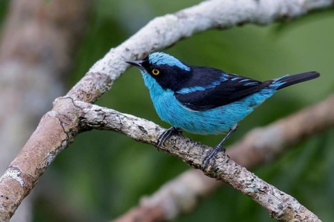 Black-faced Dacnis (Dacnis lineata) perched on a branch in Ecuador