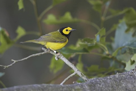 Hooded Warbler (Setophaga citrina) male, Ontario, Canada