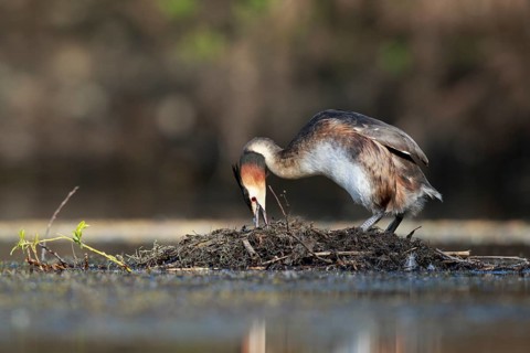Great Crested Grebe (Podiceps cristatus) on nest, North Rhine-Westphalia, Germany