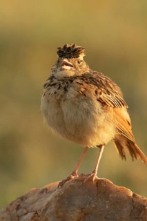 Rufous-naped Lark (Mirafra africana) singing, Masai Mara, Kenya