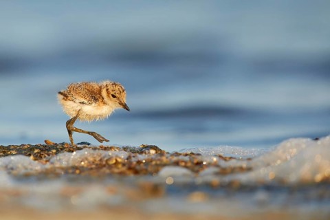 Kentish Plover (Charadrius alexandrinus) chick on beach, Spain