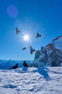Alpine choughs (Pyrrhocorax graculus), birds flying over snow-covered terrain as the sun shines