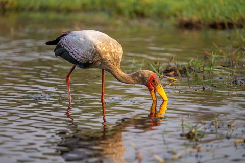 Glutton (Mycteria ibis) in the water foraging on the Chobe River, Ihaha, Chobe National Park,