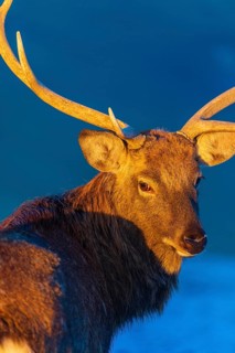 Portrait of a Dibowsky stag at sunrise, Cervus nippon hortulorum
