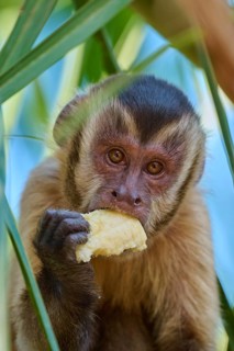 Capuchin monkey holding a banana, surrounded by green leaves, intense eyes, Capuchin monkey