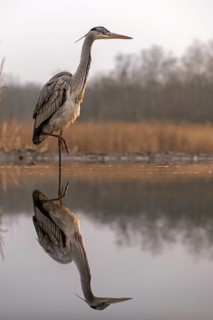 Grey Heron (Ardea cinerea), Hungary