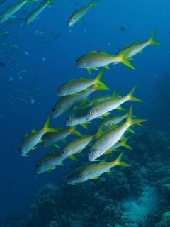 Yellowfin barb (Mulloidichthys vanicolensis)