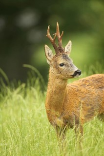 European roe deer (Capreolus capreolus) buck in summer coat on meadow, Allgäu, Bavaria, Germany