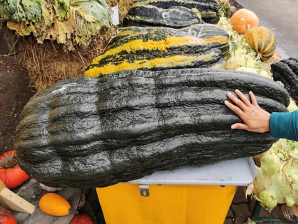 Very large dark pumpkin with distinctive pattern next to a hand as a size comparison, Klaistow,