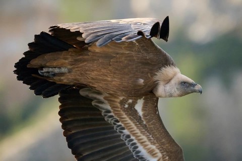 A griffon vulture glides effortlessly through the sky, showcasing its expansive wings and powerful