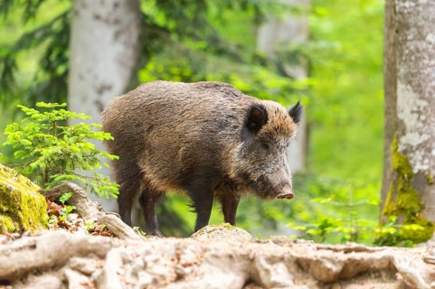 Wild boar (Sus scrofa) standing in a forest, Bavaria, Germany