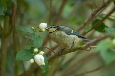 Blue tit (Cyanistes Caeruleus) juvenile garden bird on a shrub in summer, Suffolk, England, United