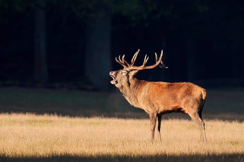 Red deer (Cervus elaphus), roaring in the rutting season, Arnsberg Forest, North Rhine-Westphalia,