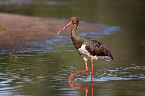 Black Stork (Ciconia nigra) foraging, Saxony-Anhalt, Germany