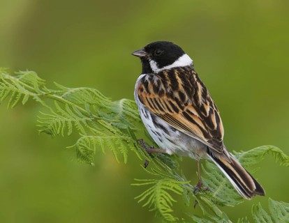 Common Reed Bunting (Emberiza schoeniclus) male, Greater London, United Kingdom