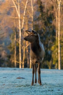One young female wapiti, Cervus canadensis with hoarfrost in her fur, stands in a frozen meadow at