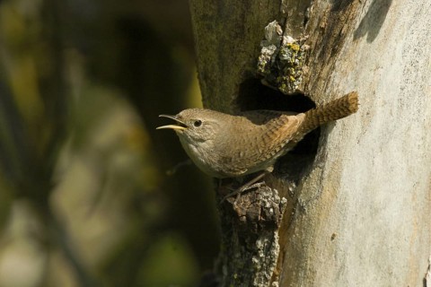House Wren (Troglodytes aedon) singing at nest hole