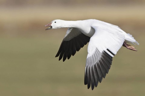 Snow Goose (Anser caerulescens) flying, New Mexico, USA