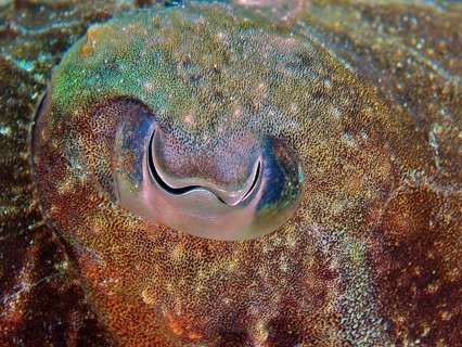 Common cuttlefish (eye) (Sepia officinalis)