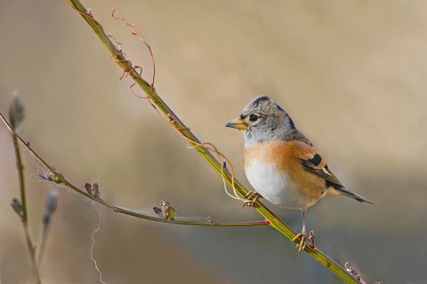 Brambling (Fringilla montifringilla) male perched on a twig, Aosta Valley, Italy