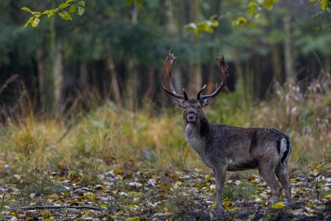 A fallow deer (Dama dama) in autumnal ambience, rut, mating season, deer rut, autumn, October,