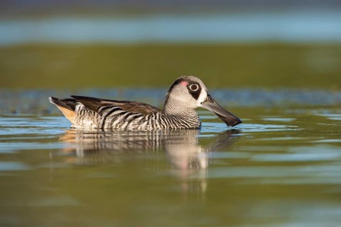 Pink-eared Duck (Malacorhynchus membranaceus), Victoria, Australia