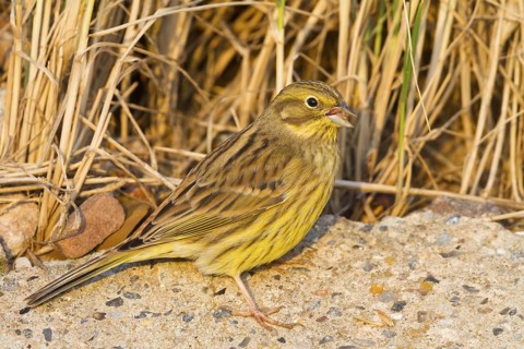 Yellowhammer - Goldammer - Emberiza citrinella ssp. citrinella, Germany
