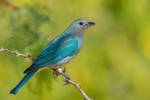 Sayaca Tanager (Thraupis sayaca) perched on a thorny branch, Bolivia