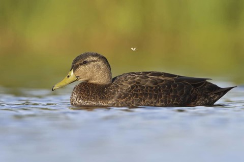American Black Duck (Anas rubripes), Newfoundland, Canada