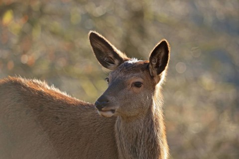 Red deer (Cervus elaphus), female