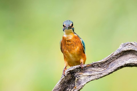 Common kingfisher (Alcedo atthis) sitting on an old wooden branch in late summer, wildife, Bavaria,