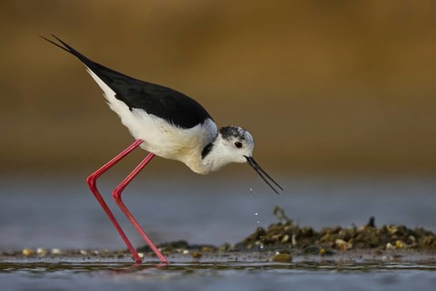 Black-winged Stilt (Himantopus himantopus) foraging, North Rhine-Westphalia, Germany
